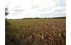 Property photo 1 - 71 Tillable Farmland Acres Offered in 1 Tract